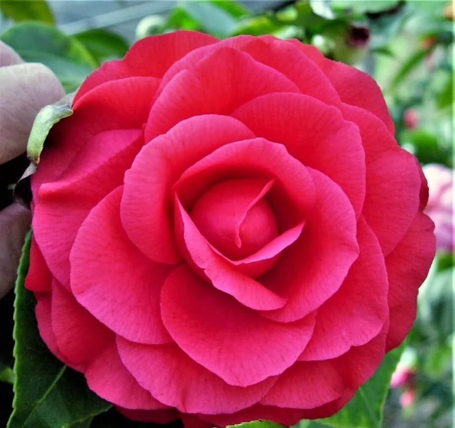 Kellogg Gardner Bloome 8642 4 Lb Organic Rhododendron Azalea Camellia Fertilizer