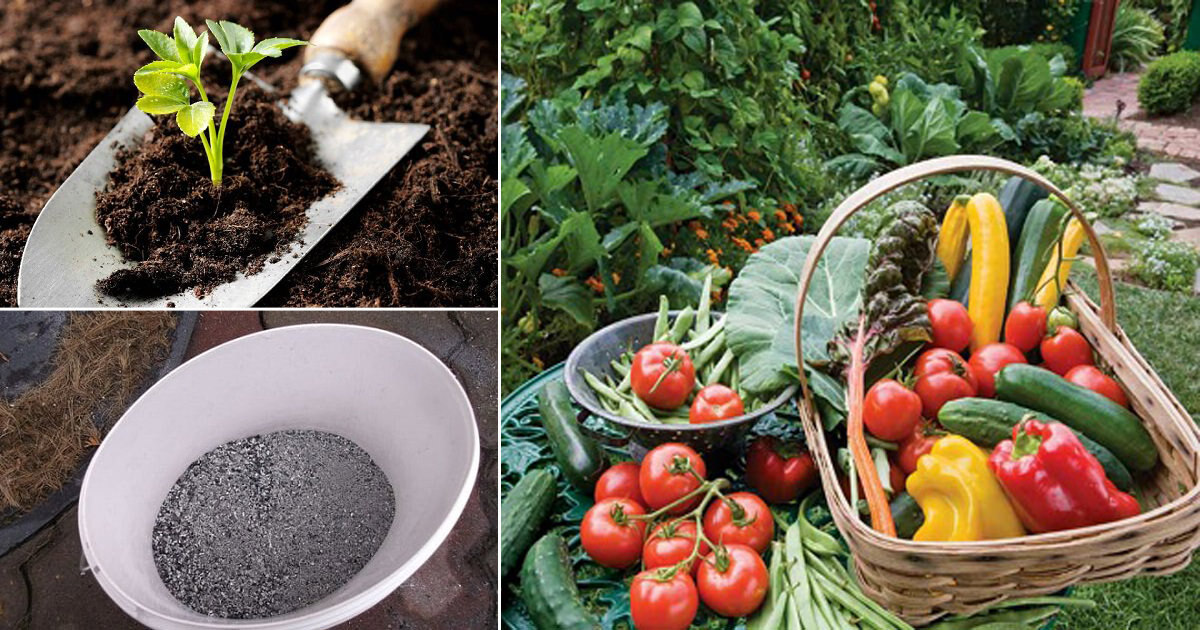 Organic Cow Manure compost fertilizer plant flower fruit grow natural eco friend