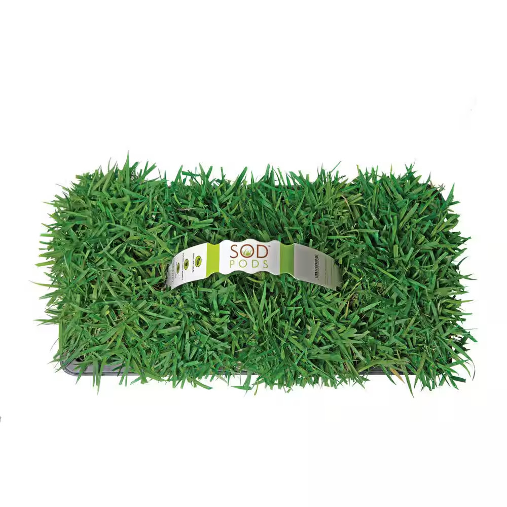 Zoysia Grass Plugs (16-Count) Natural, Affordable Lawn Improvement