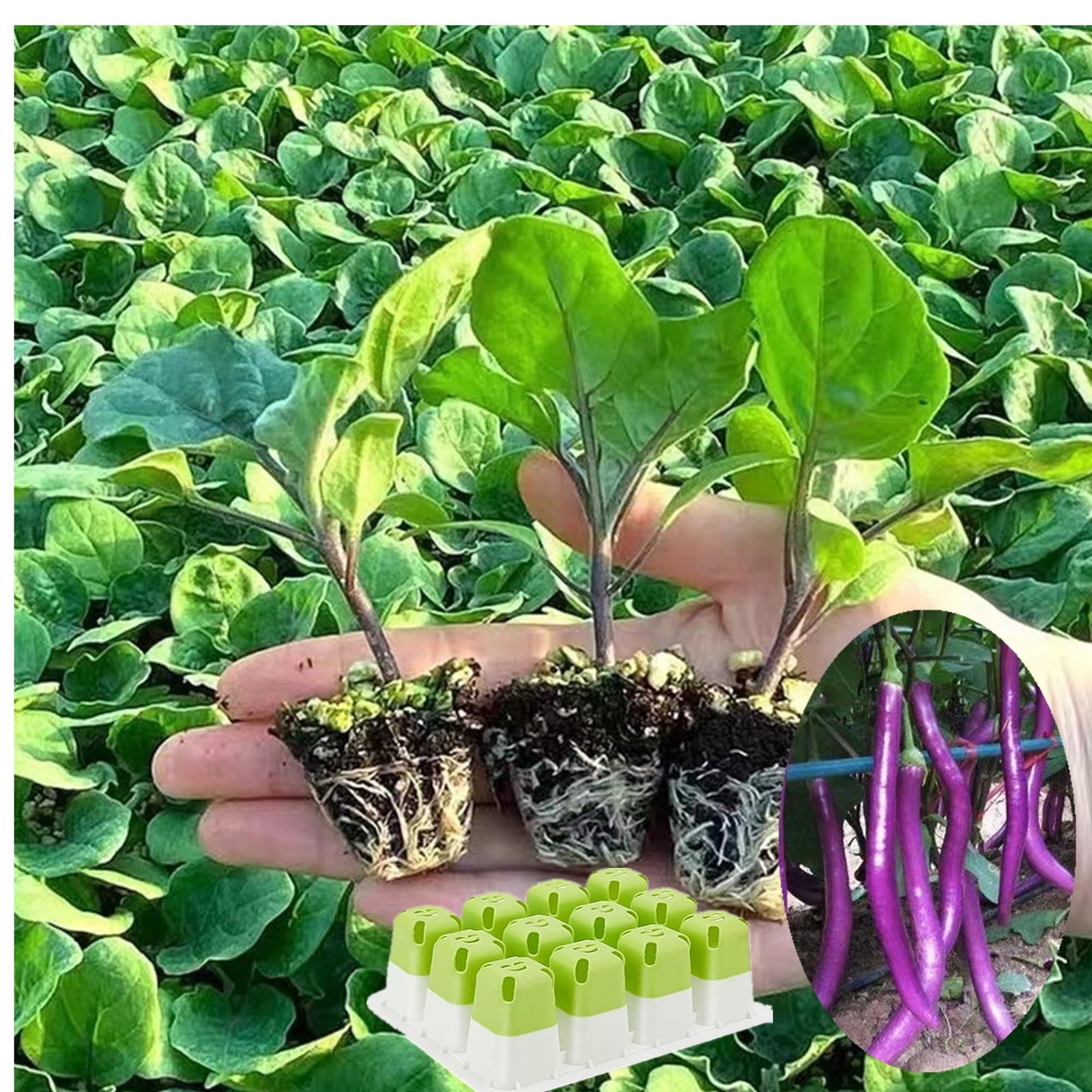 5pcs Seed Starter Tray, Silicone Seeding Starter with Pop-Out Cells (60 Cells…