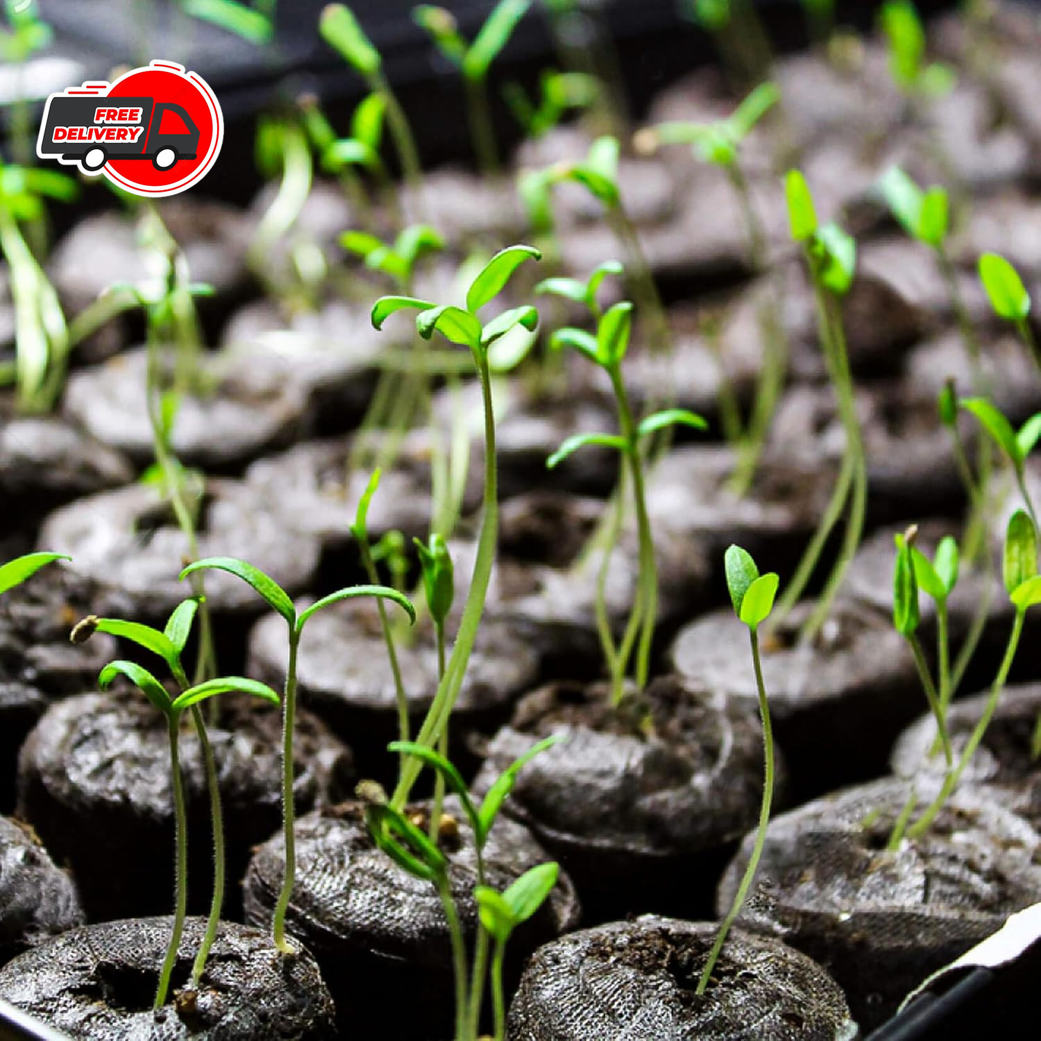 50PCS Peat Pellets for Seedlings – 30MM Seed Starter Pellets Peat Pods