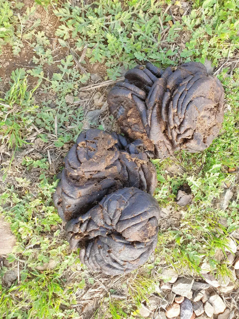 Dried Cow Dung Manure Organic Fertilizer Natural Compost For Plants Growth 400g