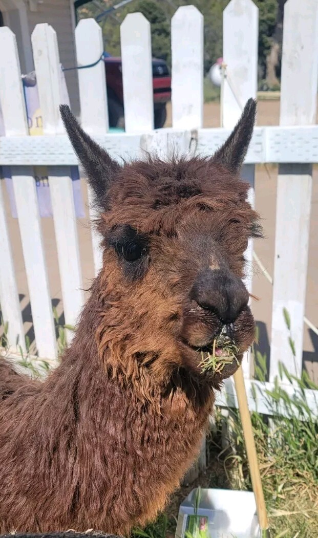 ✨️Organic Premium Alpaca Manure Poop! Great For Your Garden🌱 5lbs