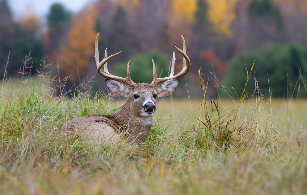 Food Plot Seeds for Deer – 10 Seed Blend – Spring or Fall Planting, Bring in Whi