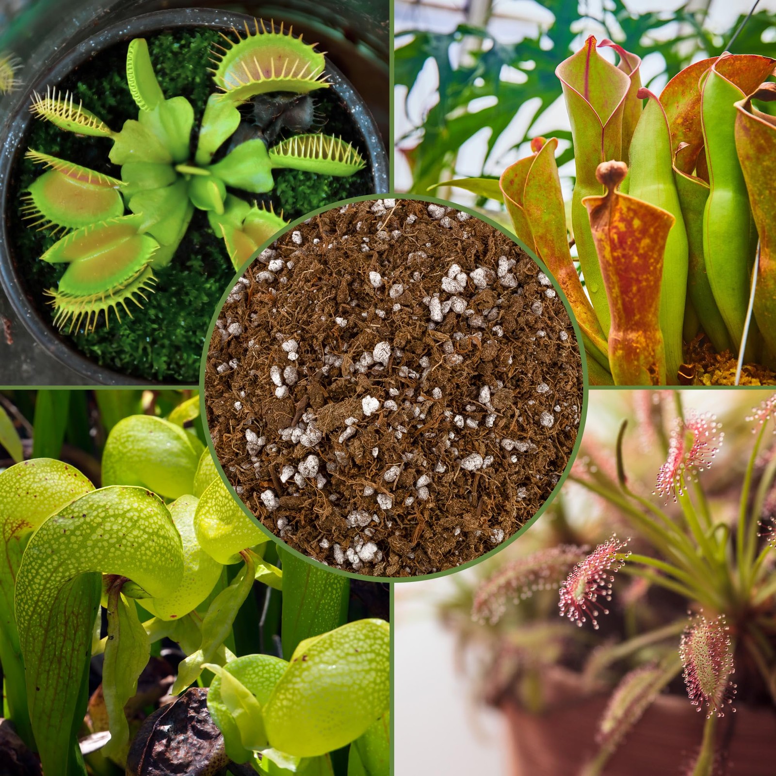 Soil Sunrise Carnivorous Plant Potting Mix (2 Quarts) 2 Quarts, Brown