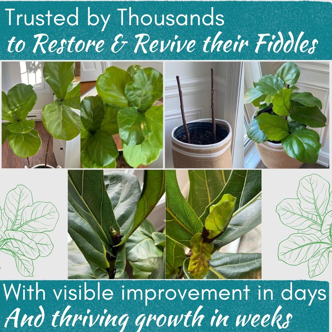 Fiddle Leaf Fig Rescue Drops – Treats Root Rot, Brown Spots, Leaf Drop & Stress