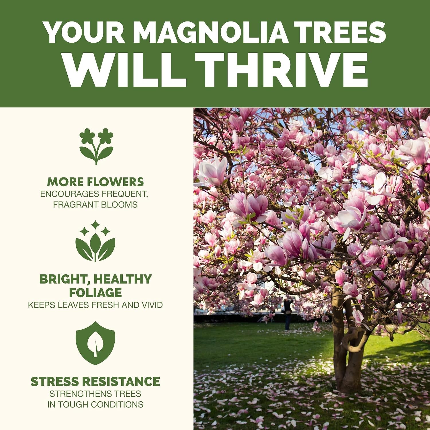 Magnolia Tree Fertilizer – Liquid Plant Food for More Blooms, Rich Green Leav…