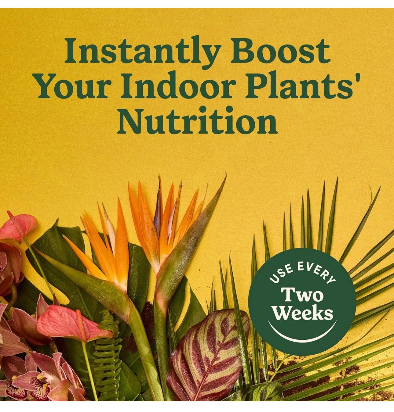Indoor Plant Food for All Plants 8 Fl. Oz., 2-Pack