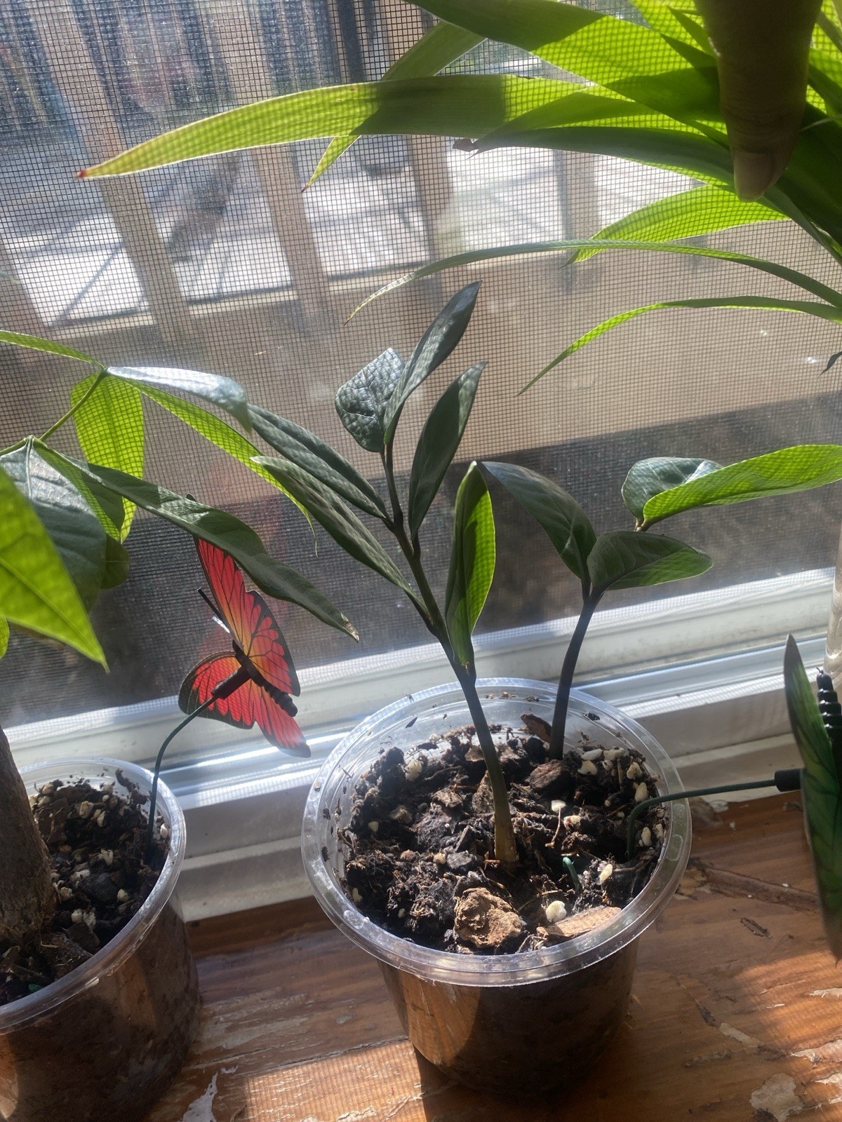 Live Houseplants read description for each price for plant