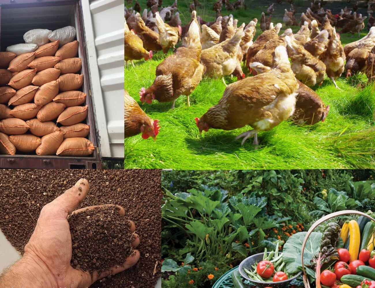 Organic Chicken Poop Compost For Trees