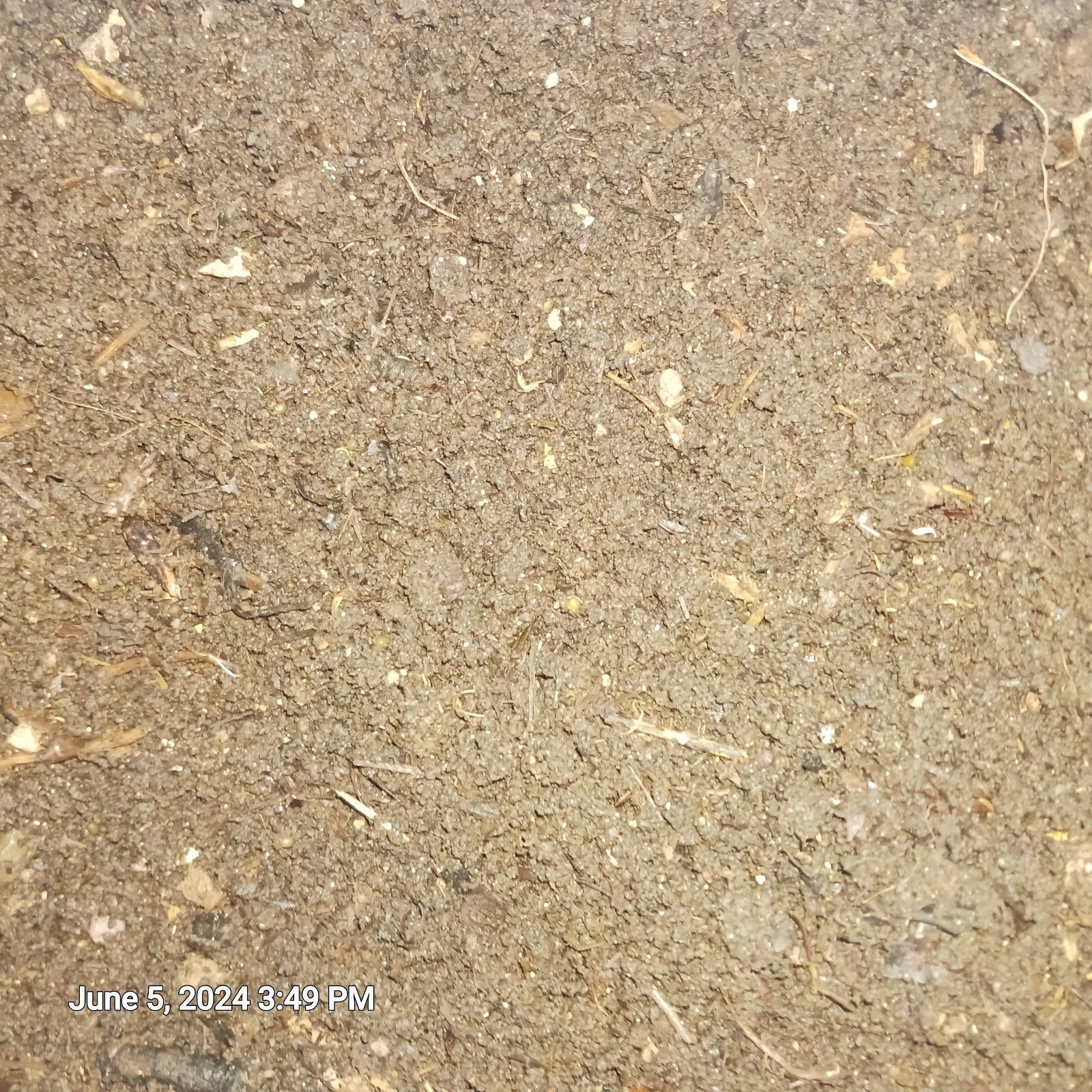 4lbsWorm Castings + Baby Wigglers & Cacoons 100%