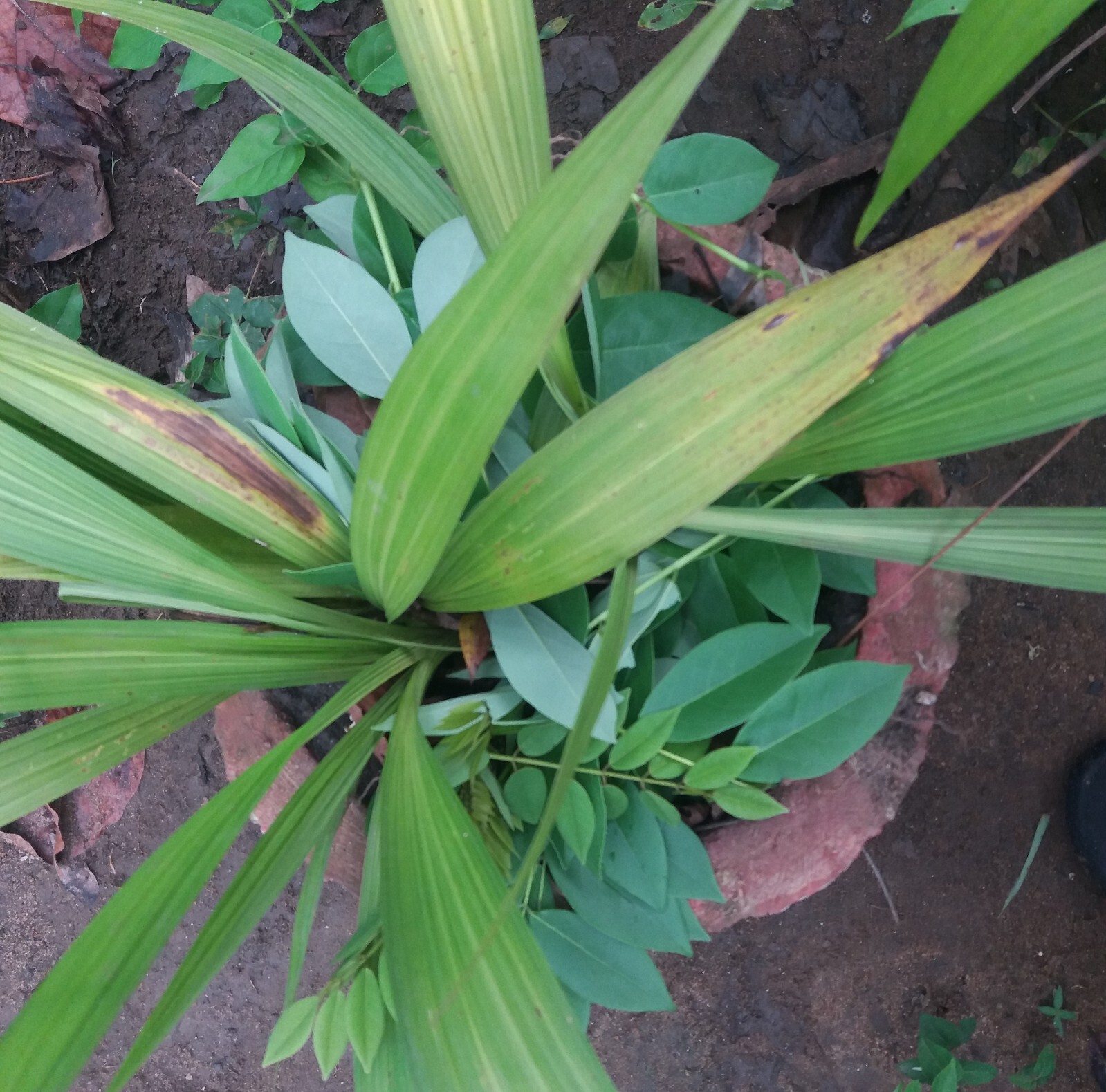 Dried Gliricidia sepium Leaves Compost Fertilizer Manure For Plants Leaf Natural