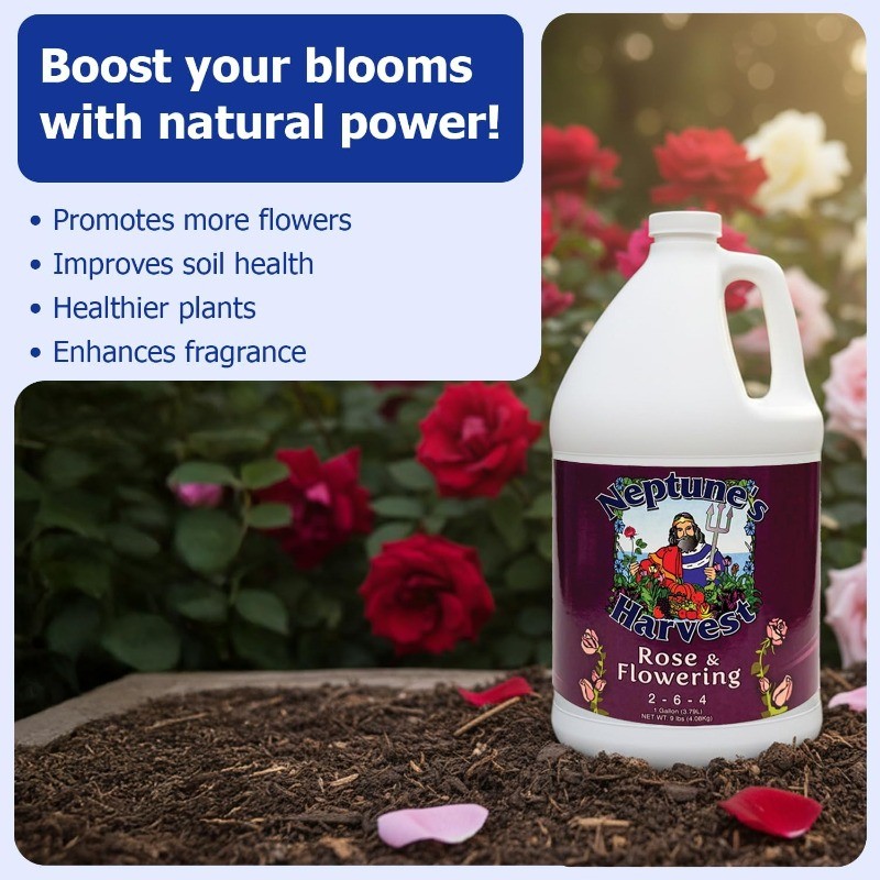 Rose Flowering Fertilizer (2-6-4)1Gallon Organic Liquid Rose Food Vibrant Blooms