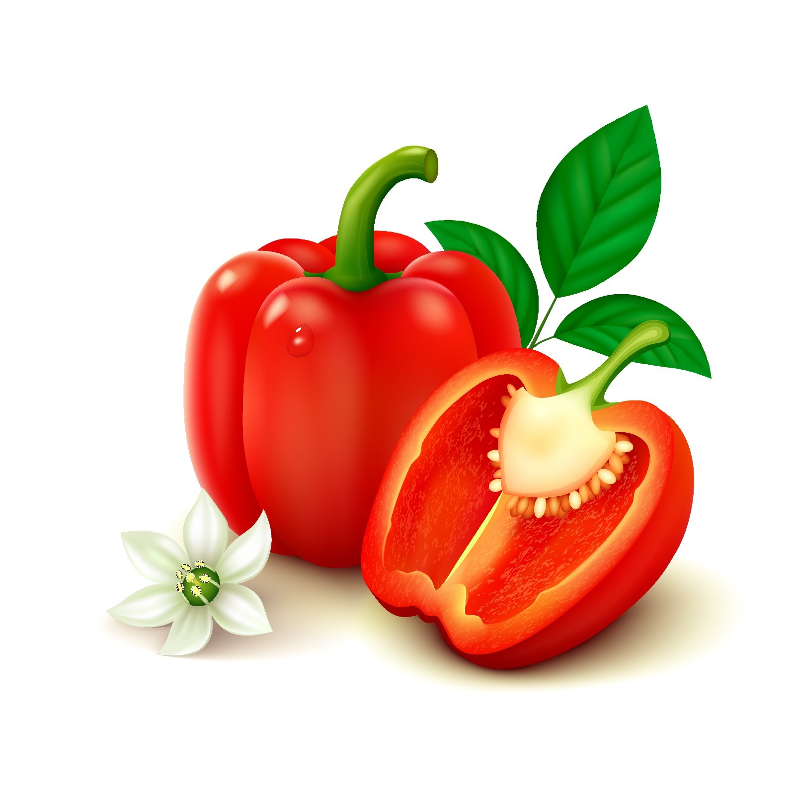 Pepper and Herb Fertilizer 11-11-40 Powder + Micro Nutrients Hydroponics 10 LB