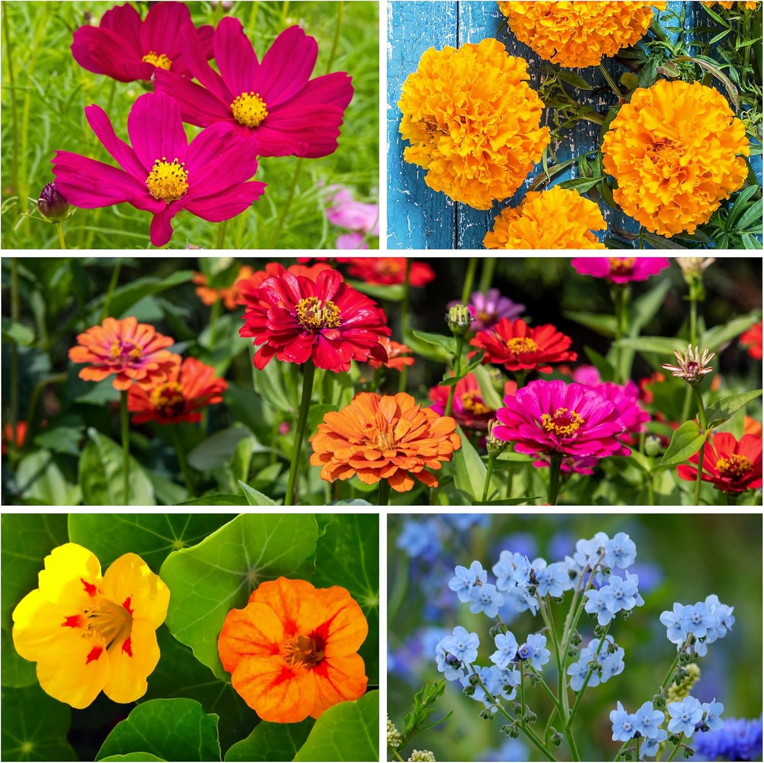 Seed Needs Flower Seeds Hummingbird and Butterfly Seed Mix 1 Ounce No Filler | 2