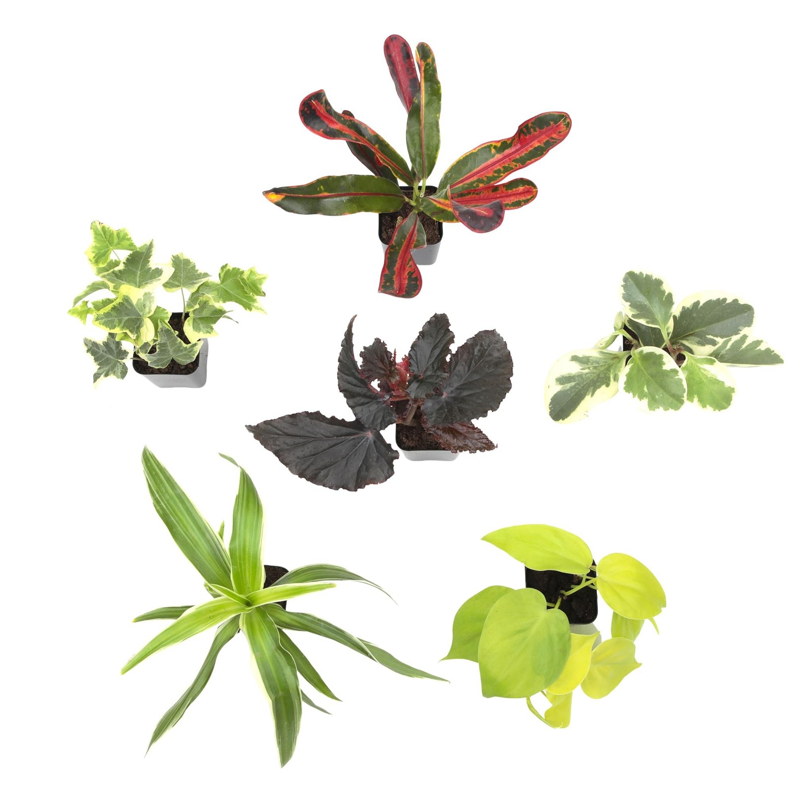 Easy to Grow Houseplants (Pack of 6), Live House Plants in Containers, Grower…