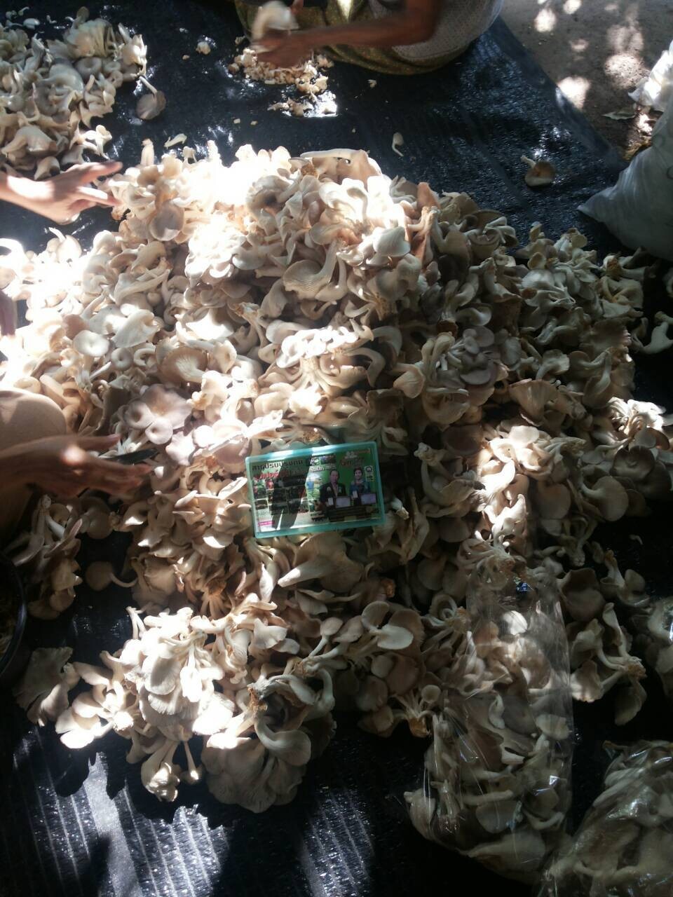 1 sachet 1 gram Fertilizer Powder for Soil Conditioning Khun-Khiao Brand