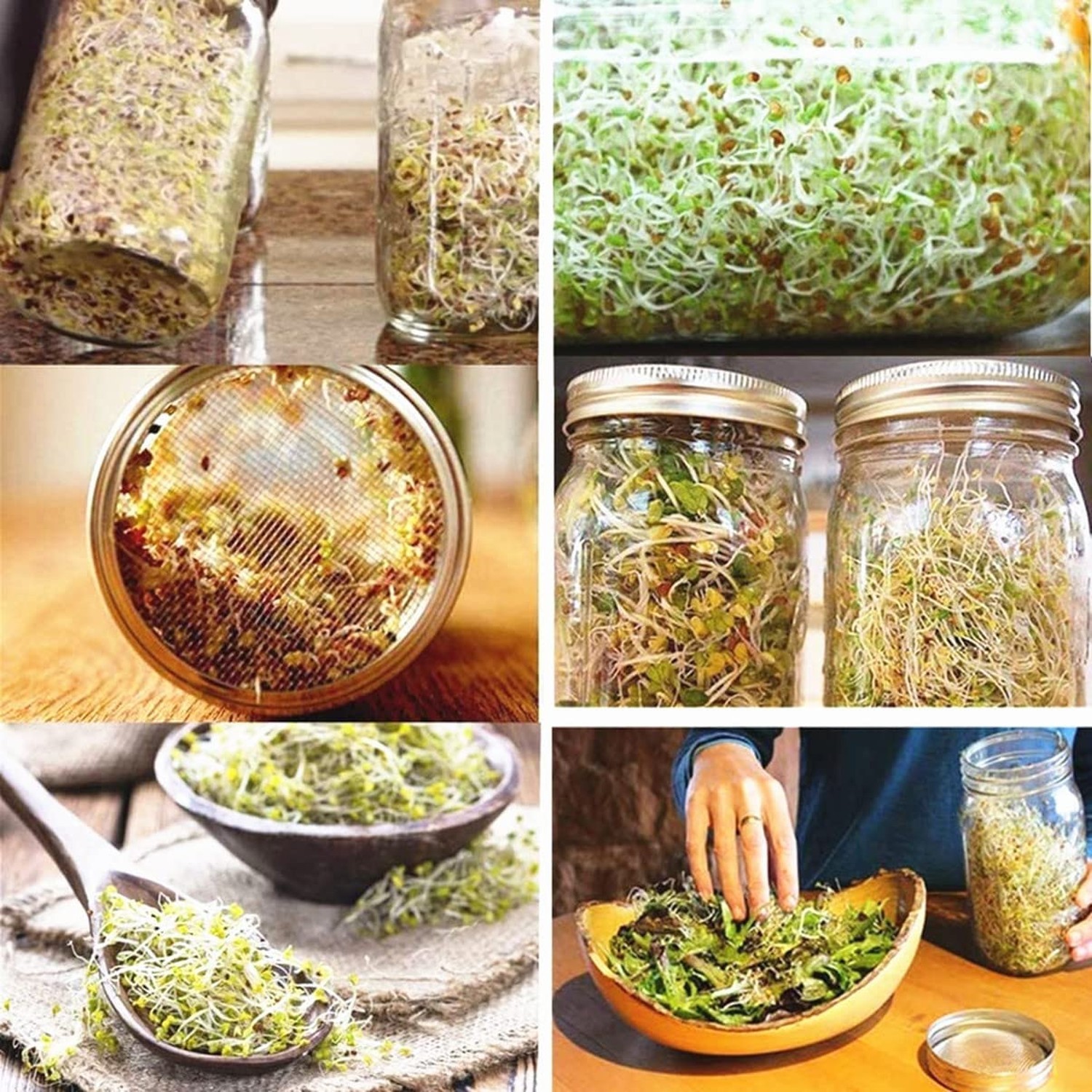 Sprouting Lids Sprouts Growing Kit, 4 Pack Metal Stainless Steel One-Piece Wi…