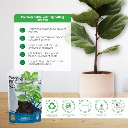 Fiddle Leaf fig Soil Plant Food – fig Trees – Live Plants