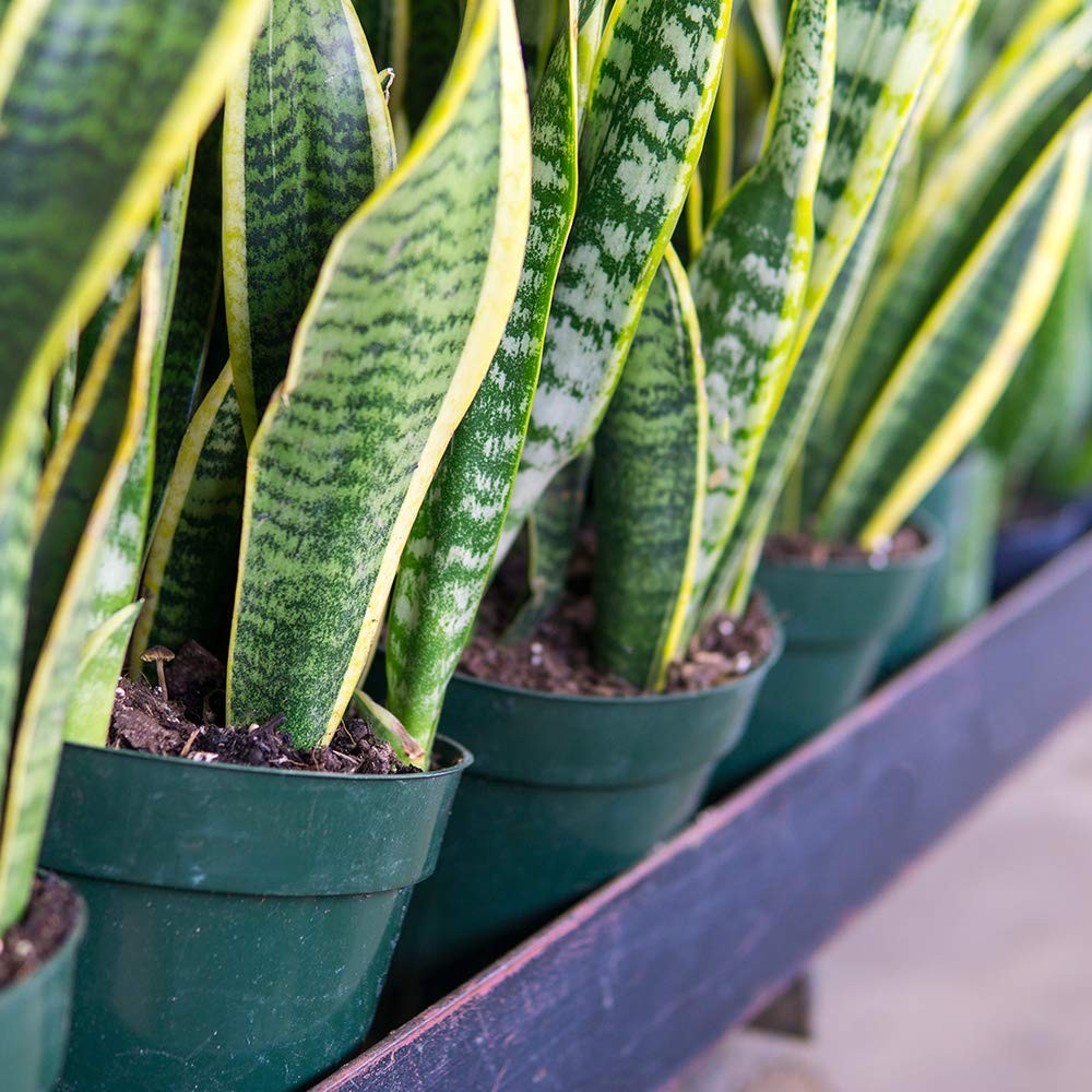 Liquid Snake Plant Fertilizer | 8oz. of Premium Concentrated Sansevieria Food…