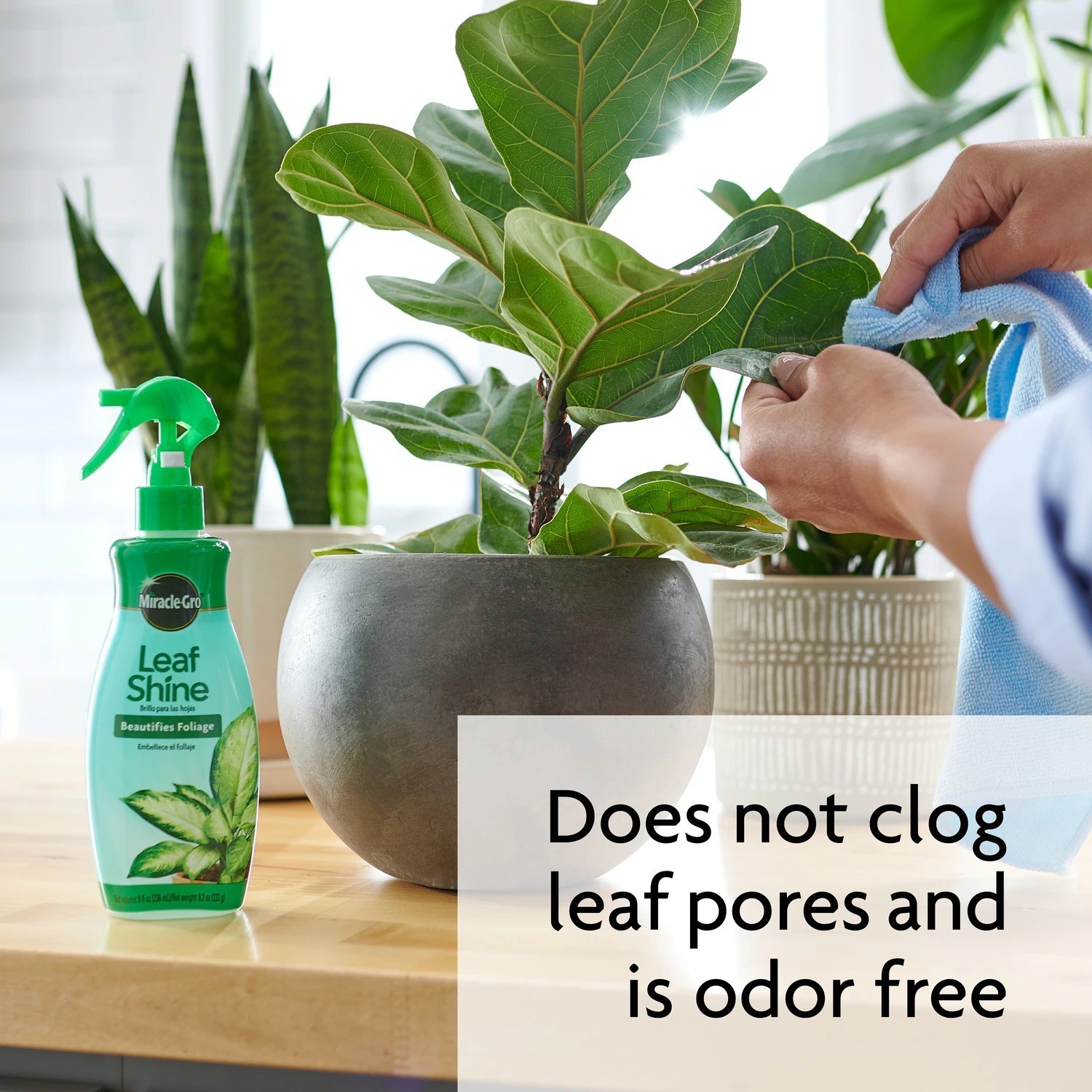 Miracle Gro 8 fl oz Leaf Shine