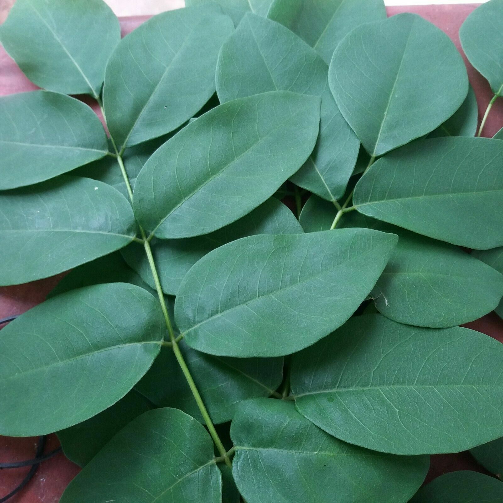 New 100% Natural Sun Dried Green Manure Ginisiria Leaves Gliricidia sepium 200g