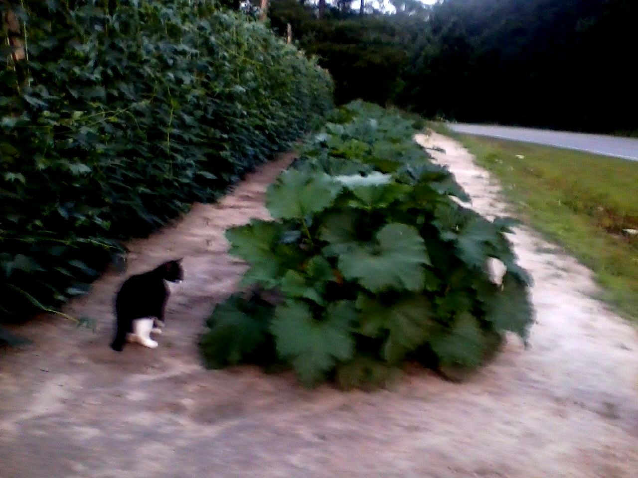 Beans, Squash, Tomatoe, Melons, Herbs & Flowering Plant Garden Fertilizer