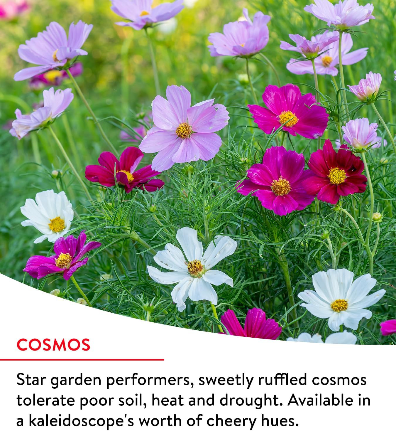 Fast Blooming 25,000 Non-Gmo Planting, 1 Bag Easy Grow Wildflower Seed Mix Conta
