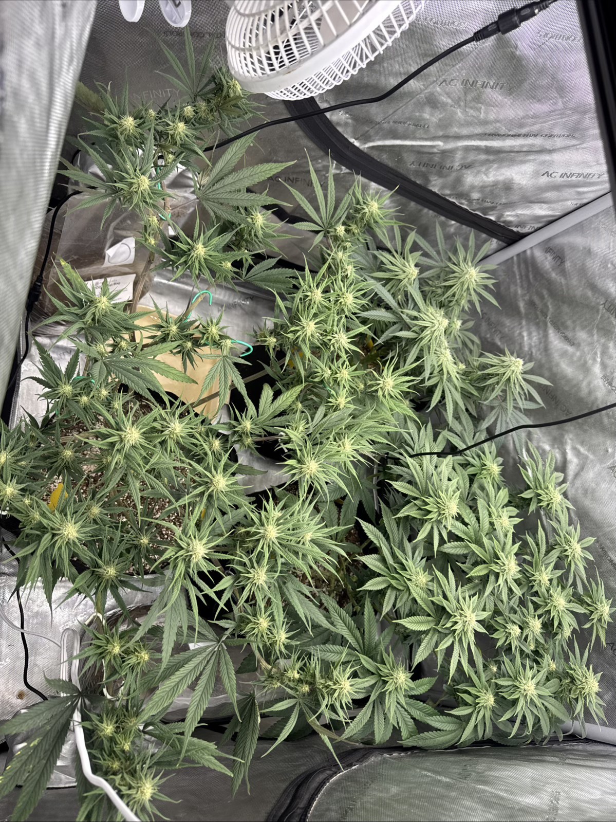 FoxFarm Cultivation Nation Flower & Veggie 150g Each & Bud Builder Protein FREE