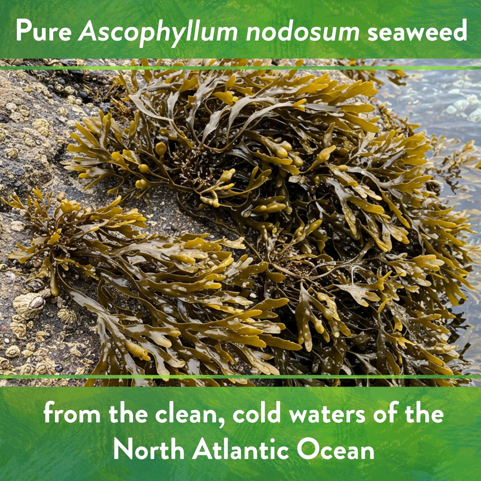 Organic Kelp Meal – Plant Food with Seaweed (Ascophyllum nodosum), Potassium …
