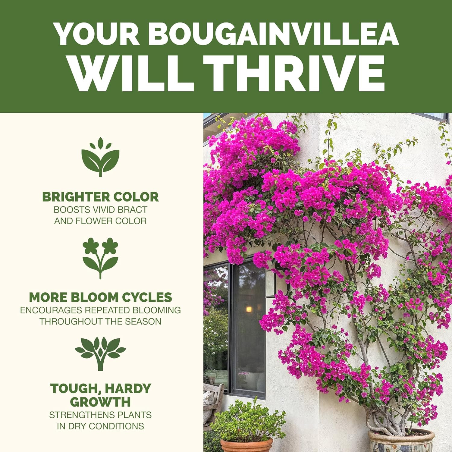 Bougainvillea Fertilizer – Liquid Plant Food for More Blooms, Brighter Color & F