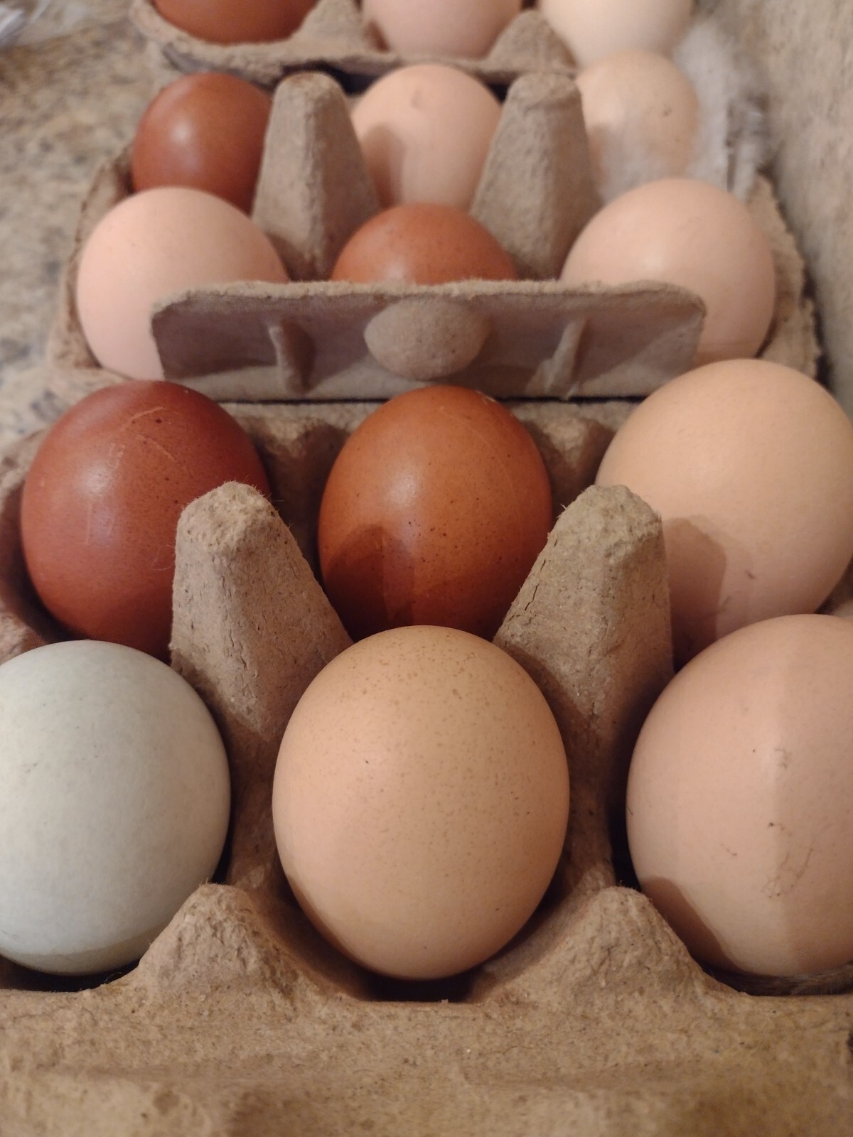 ORGANIC Crushed Egg Shells Florida Garden Ceylon Brown Rainbow eggs