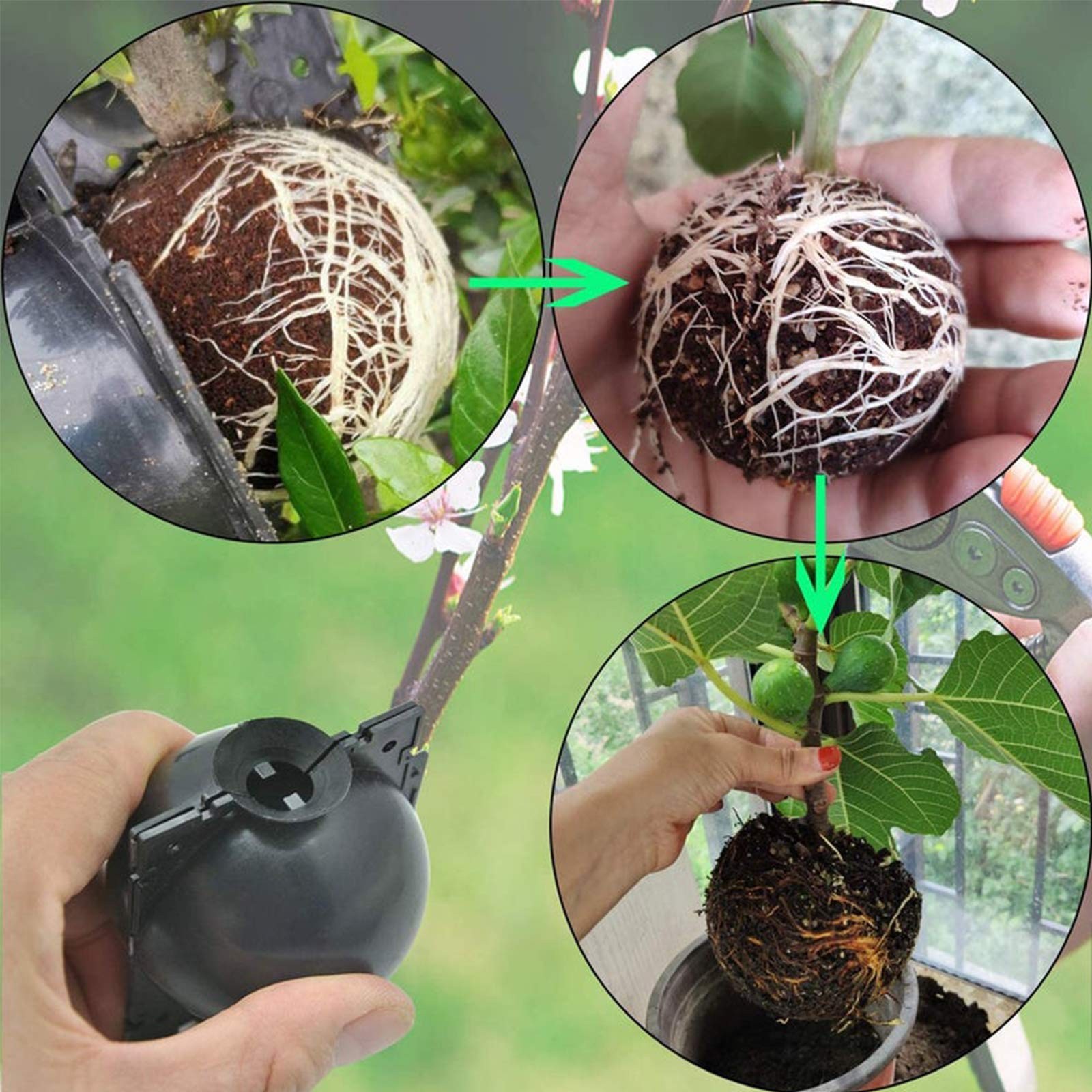 nutroeno 15 pcs Plant Root Growing Cloning – Layering Reusable Plant Rooting …