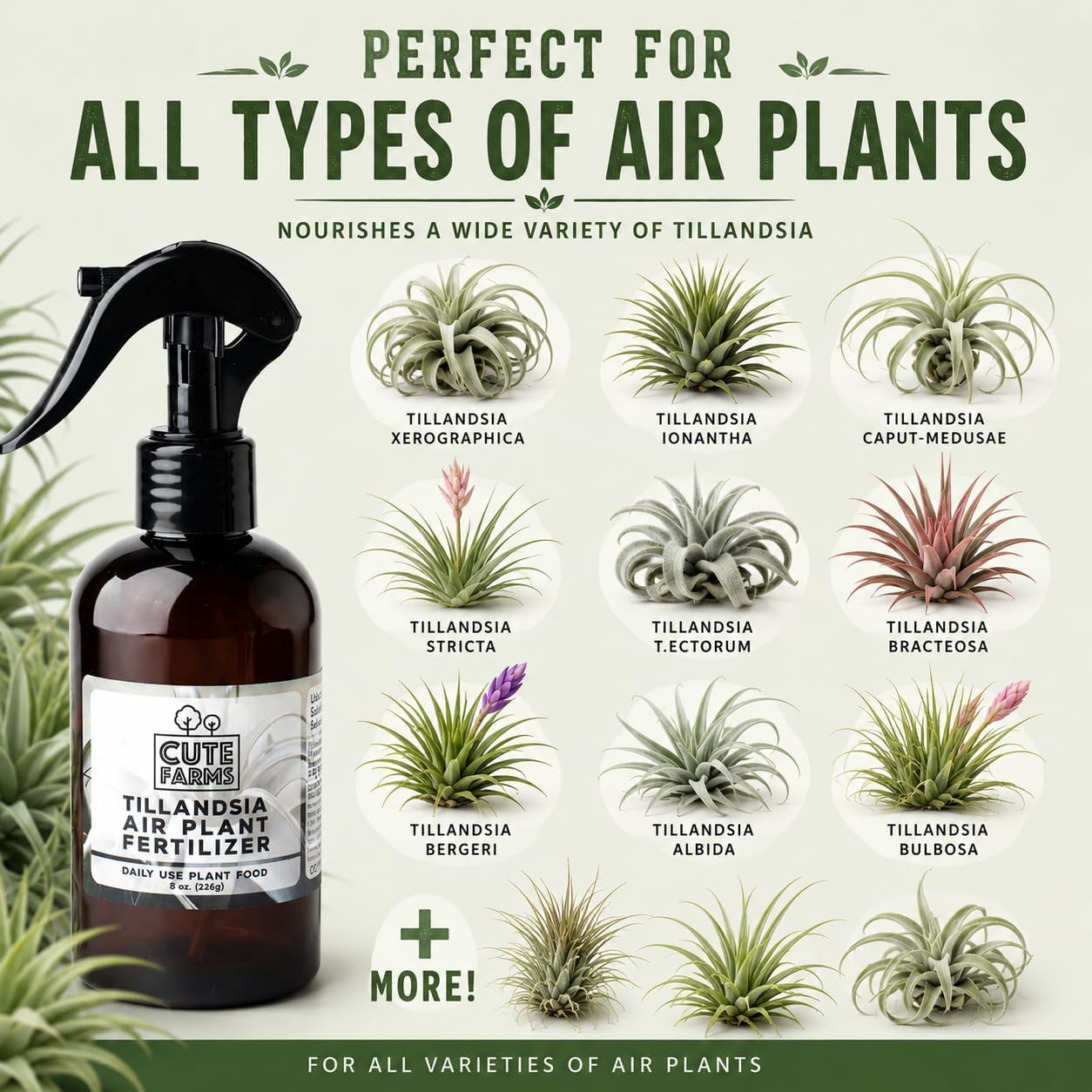 Tillandsia Air Plant Fertilizer | Gentle Daily Use Formula |