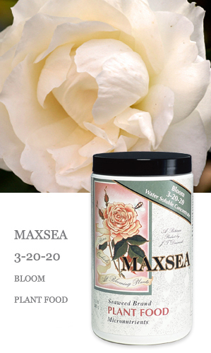 Maxsea 3-20-20 BLOOM Plant Food – Water Soluble Seaweed Nutrients Fertilizer