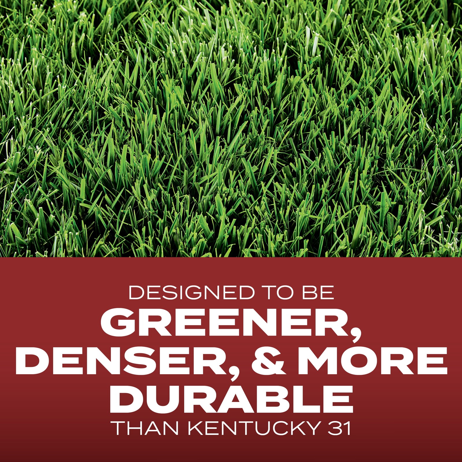 Scotts Turf Builder Grass Seed Commercial Mix for Tall Fescue Lawns, 7 lbs.