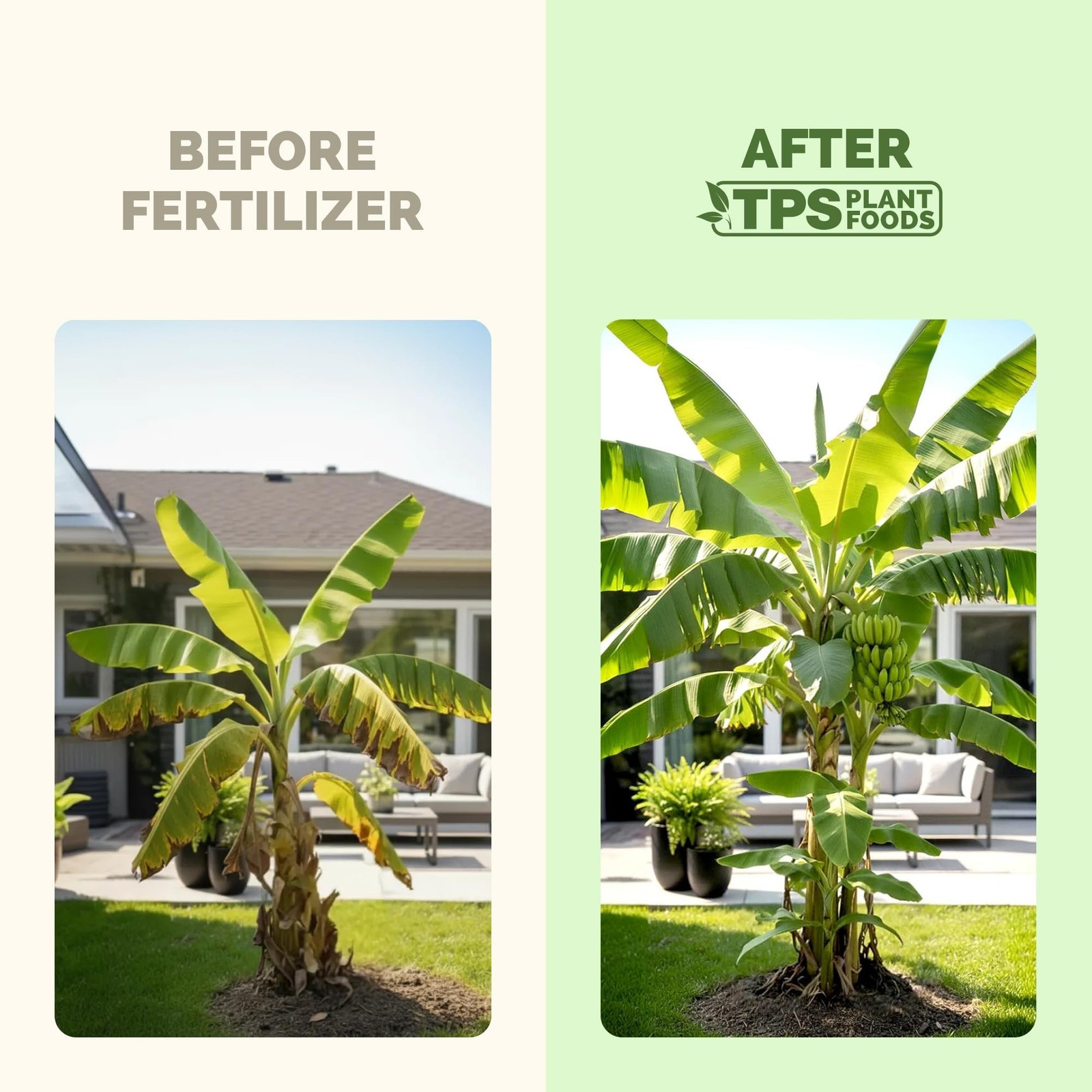 Banana Tree Fertilizer – Liquid Fertilizer for All Banana Tree Varieties,