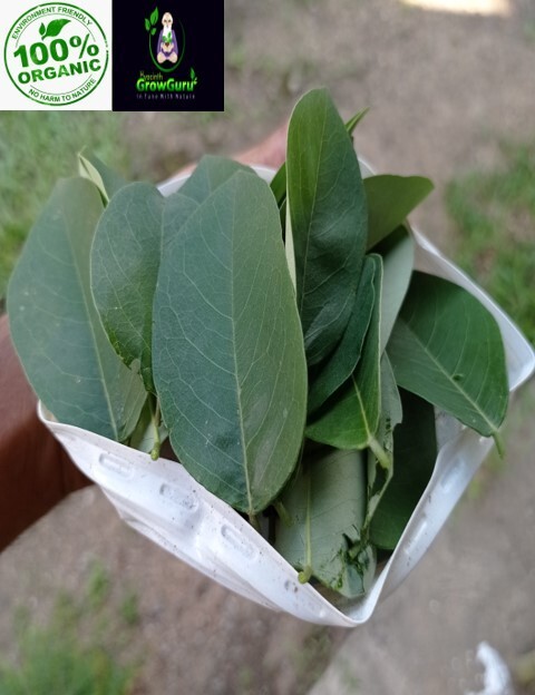 Ceylon Natural Quality Fresh Dried Gliricidia Sepium (Ginisiria) Leaves 200g