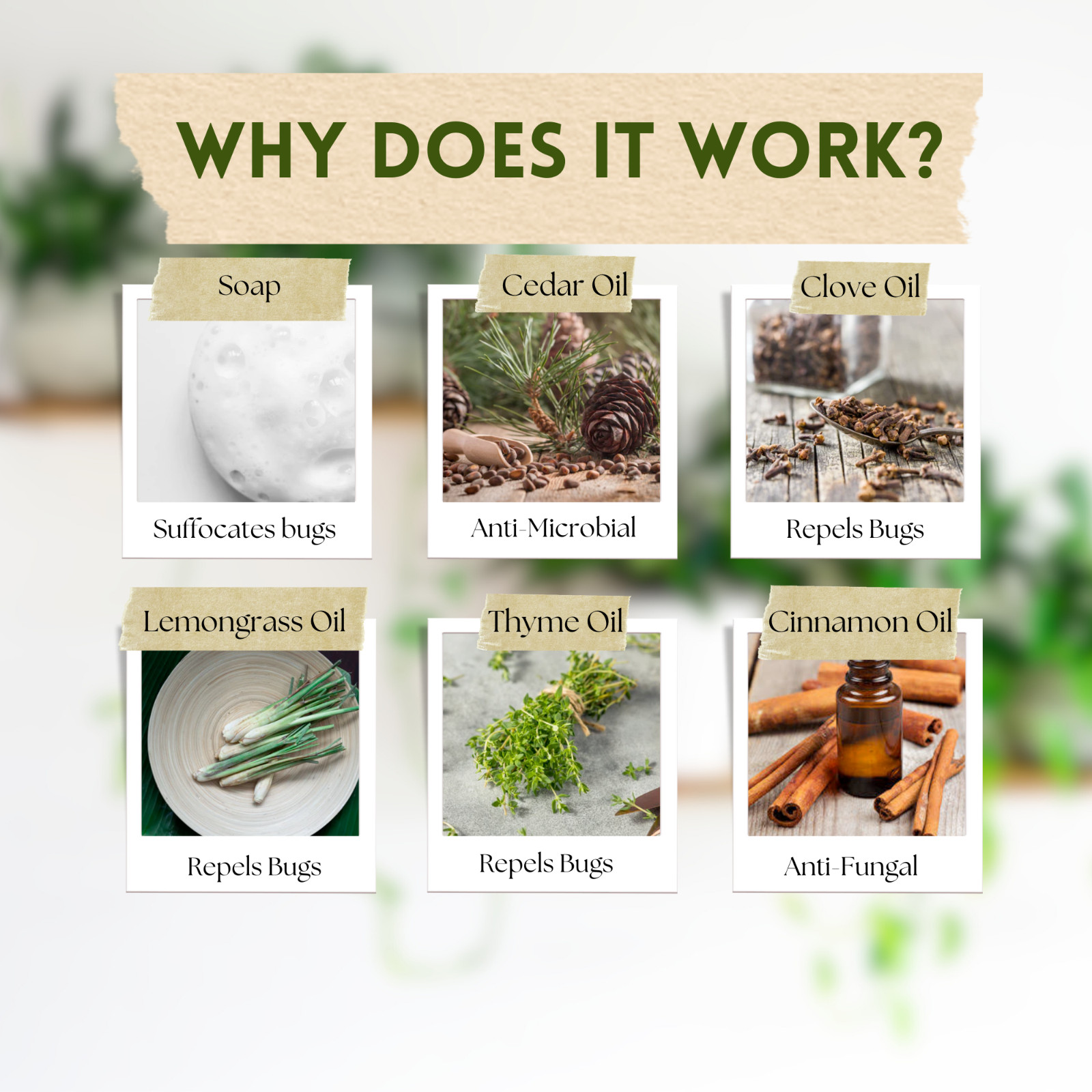 Say No To Bugs for Houseplants by Urban Gardener