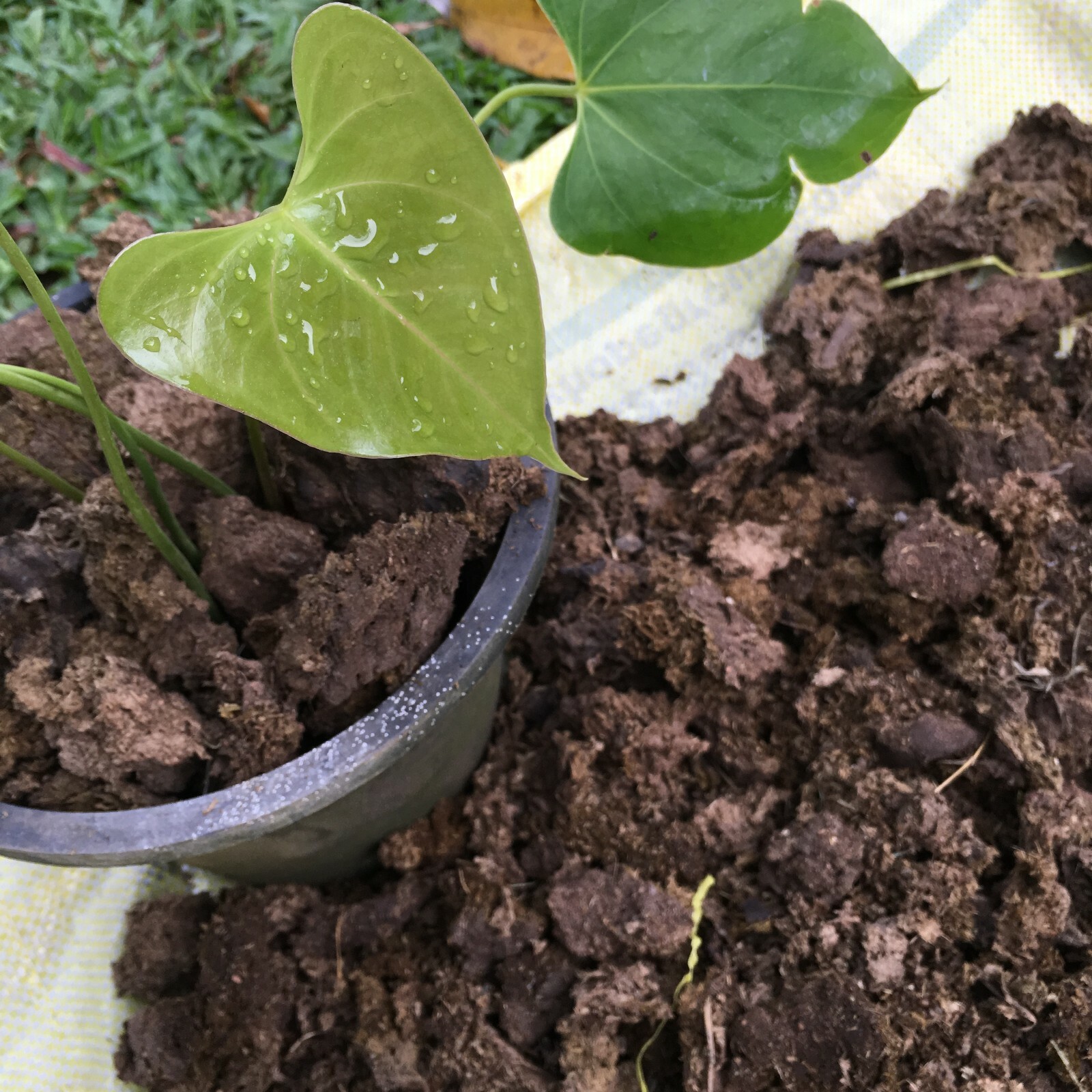 Dried Cow Manure 500g Organic Compost Fertilizer 100% Plant Growth Microorganism