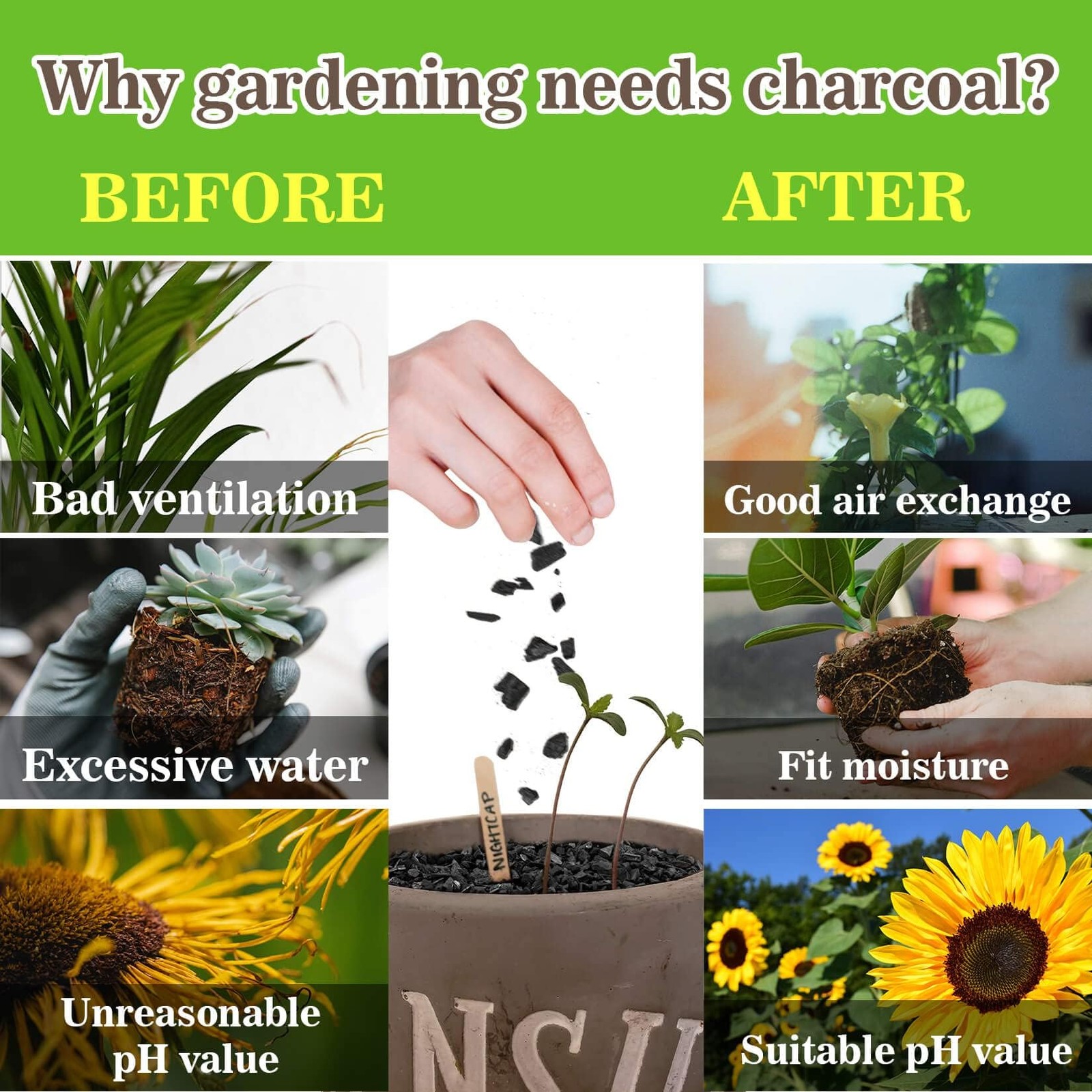 RAINFLOW Horticultural Charcoal for Plants – 290G Natural Earth Regulated…