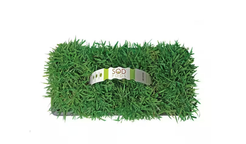 Zoysia Grass Sod Plugs (32-Count) Natural, Affordable Lawn Improvement