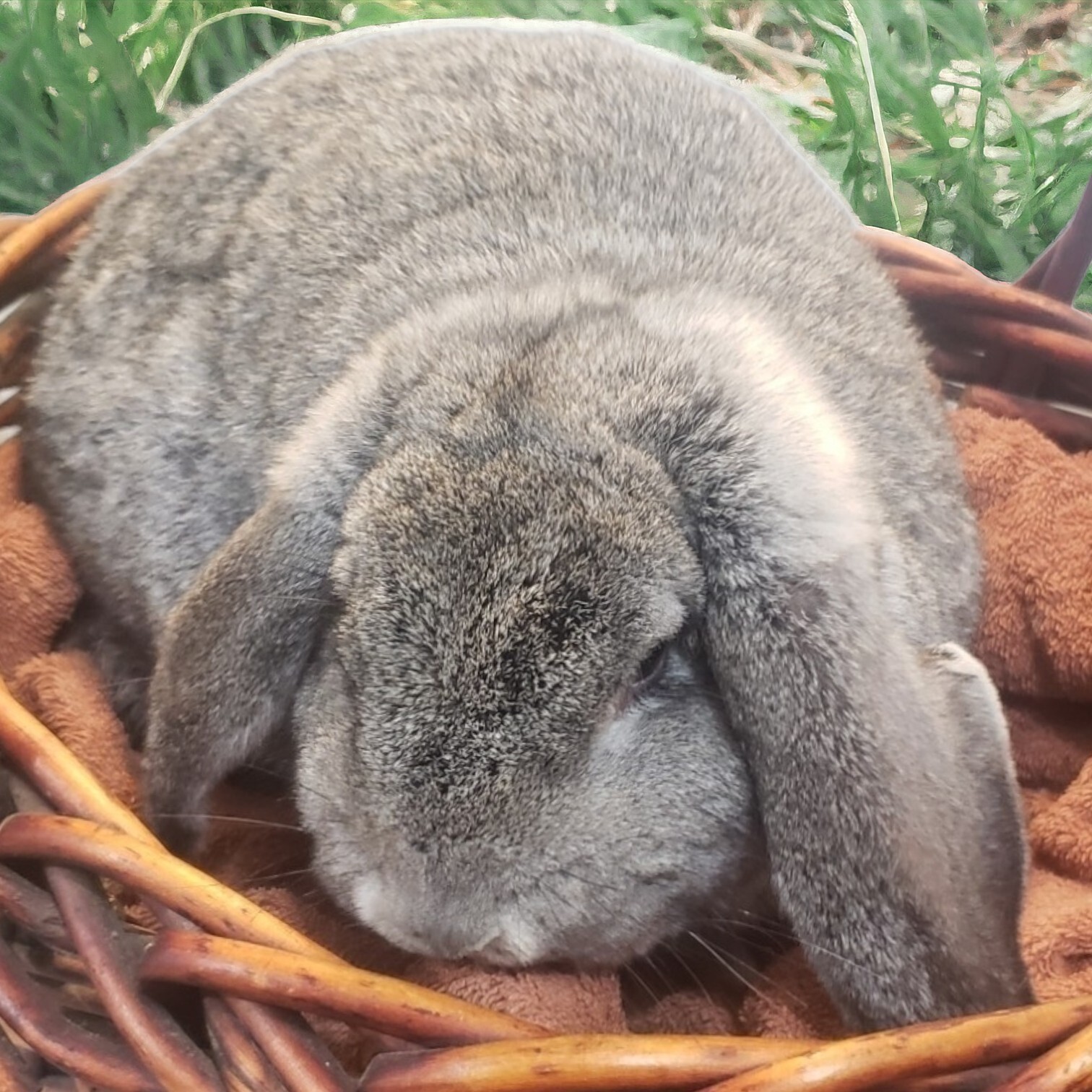 5 Lb Rabbit Manure NO STRAW or HAY – Fertilizer Poop Compost Pooh – High Quality