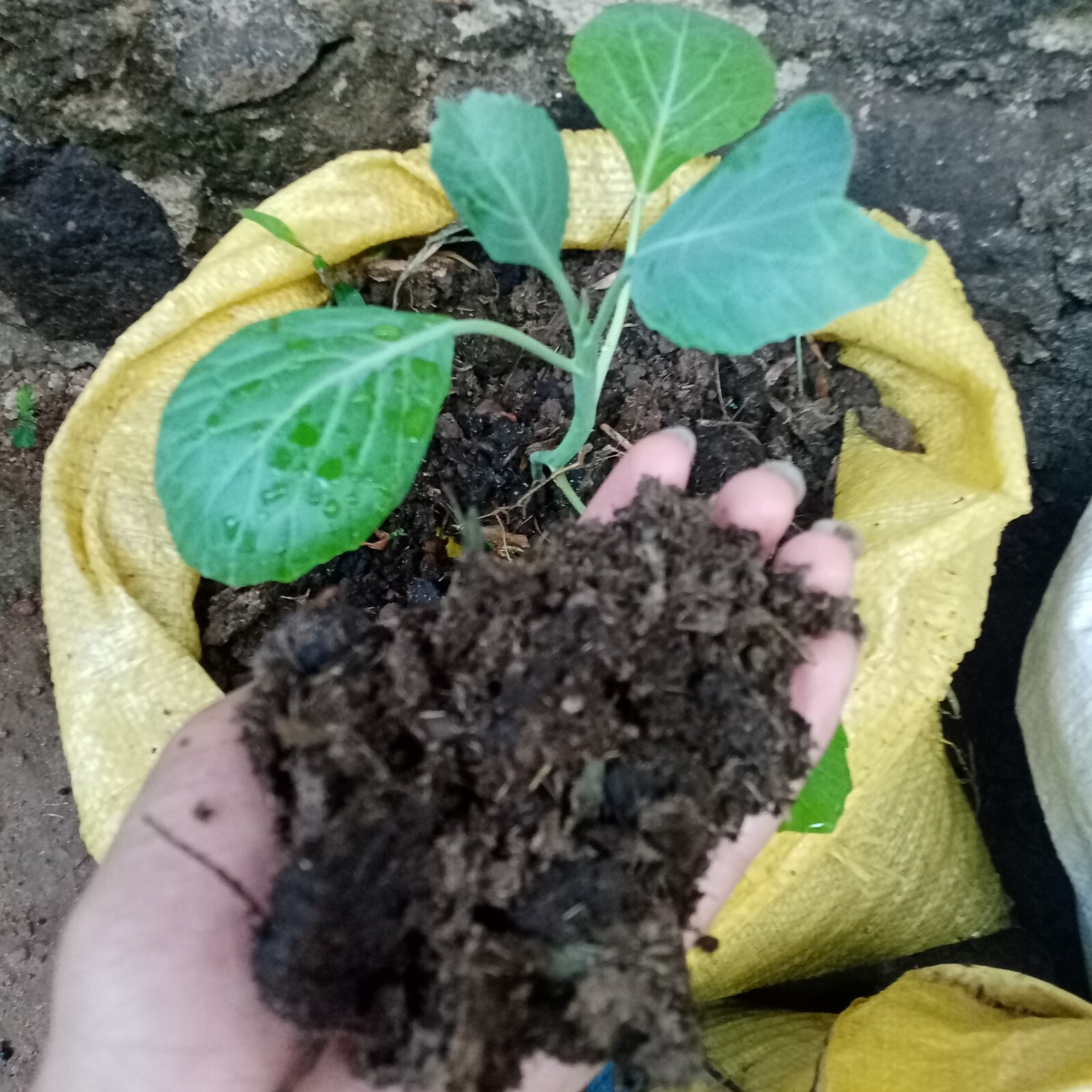 Natural Cow Dung Organic Fertilizer Cow Manure Compost Plant Growth Fertilizer
