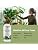 Fiddle Leaf Fig Fertilizer, Liquid Feed for Strong, Healthy Growth, 16oz | HiThr