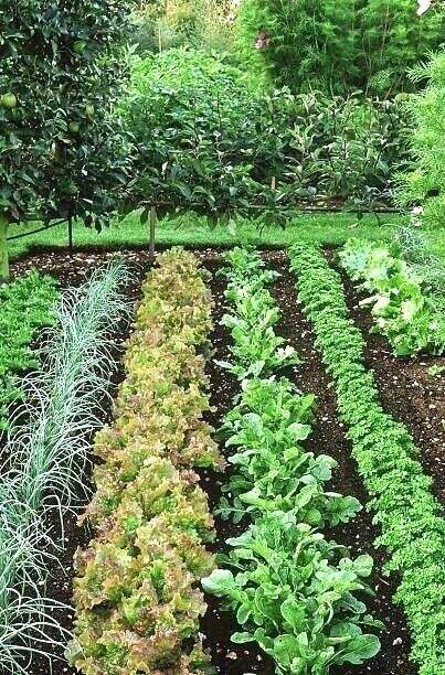 cow manure cow dung compost fertilizer 100% organic pellets type