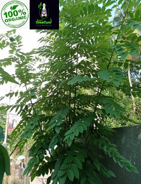 Ceylon Natural Quality Fresh Dried Gliricidia Sepium (Ginisiria) Leaves 200g