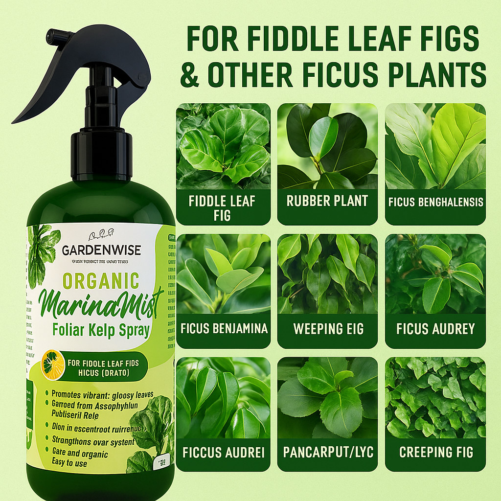 Fiddle Leaf Fig Spray – Organic Liquid Kelp Foliar Plant Food (8–16 oz)