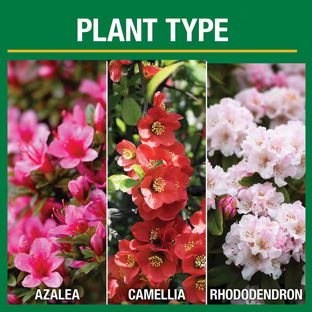 3.5 Lb. All Season Azalea Camellia and Rhododendron Plant Food (10-8-8)