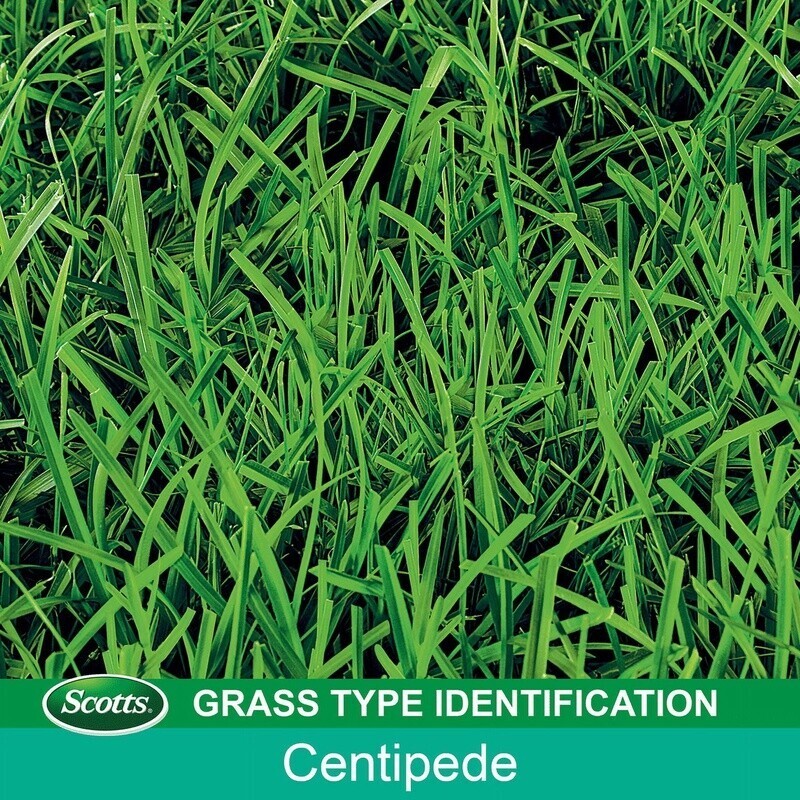 EZ Seed Patch Repair Centipede Grass Seed Mix 10 Lb High Performance Lawn Care